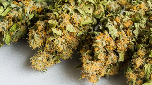 Close-up of dried cannabis buds with orange pistils and green leaves on a white surface, showcasing their texture and trichome-covered appearance | Hurcann