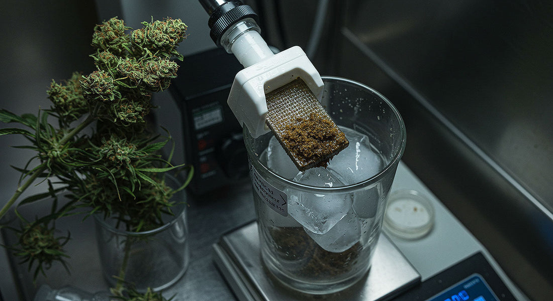 A THCA hash extraction scene with a sparkling THCA crystal from ice water filtration, lush cannabis buds, and lab equipment under dramatic lighting.