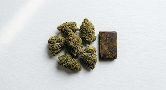 Amsterdam CBD wholesale hemp flower and hash buds on white surface 2026