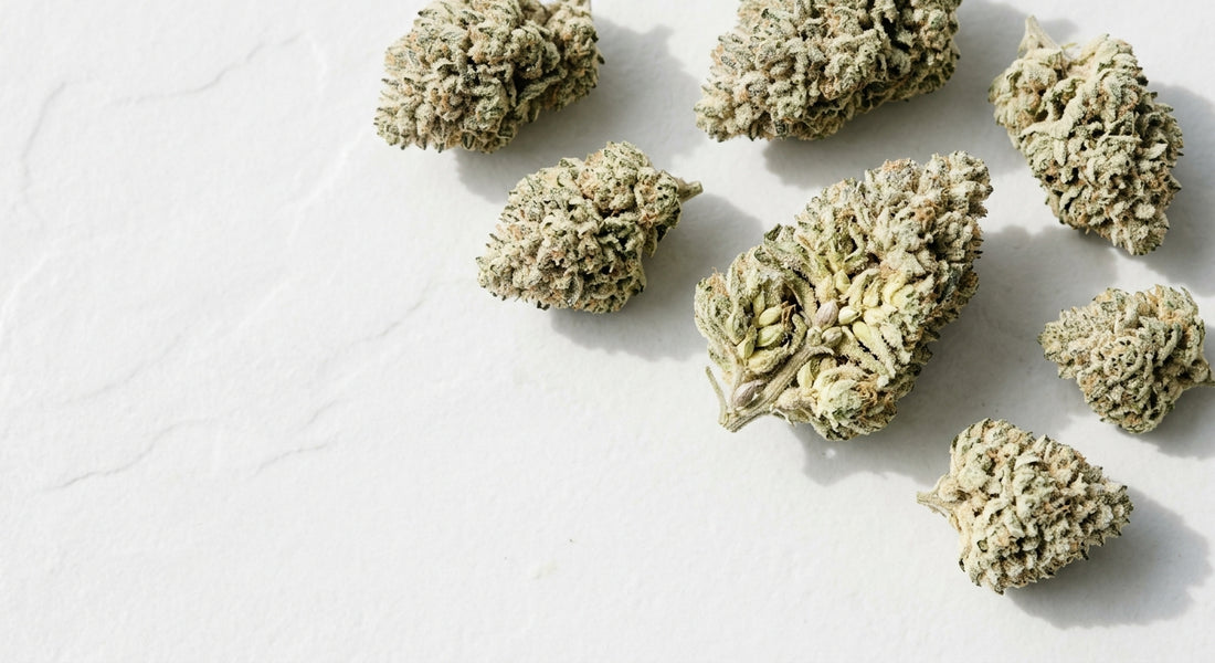 best bulk CBG hemp flower wholesale pale cream dense buds flat lay 2026