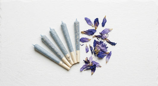 blue lotus flower pre-rolls fanned out with dried Nymphaea caerulea petals on white surface
