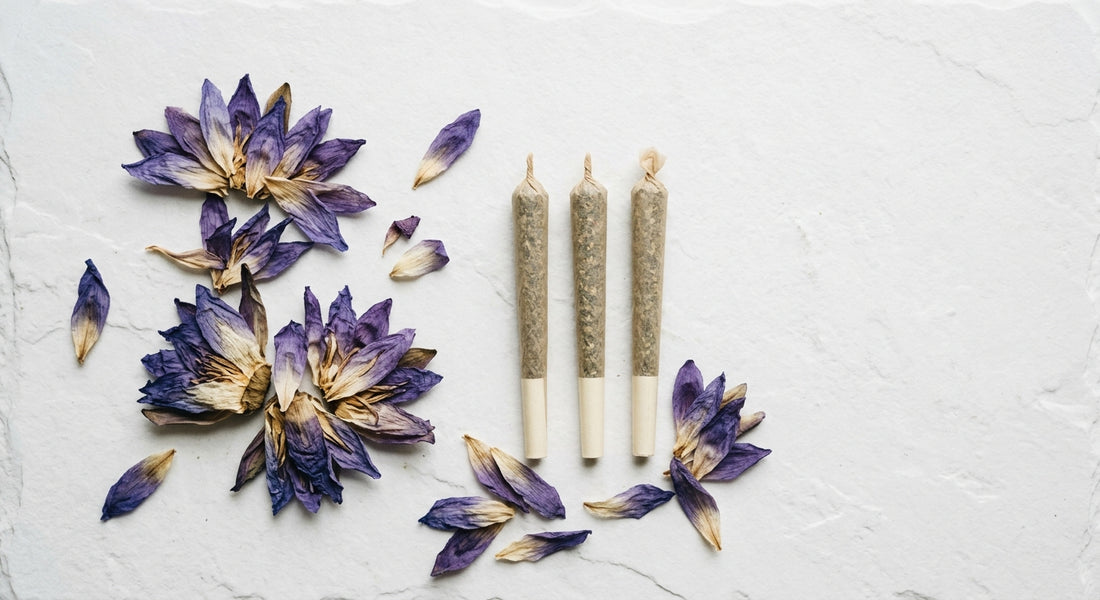 blue lotus flower smoke dried petals and pre-rolls flat lay white surface Hurcann