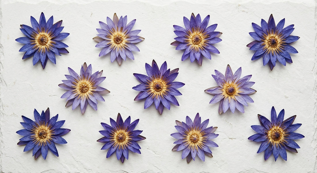 blue lotus review dried Nymphaea caerulea flowers flat lay white surface Hurcann