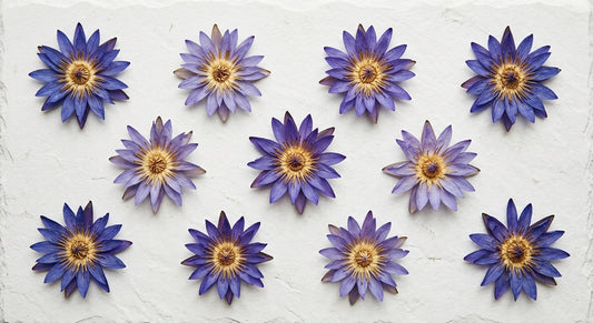 blue lotus review dried Nymphaea caerulea flowers flat lay white surface Hurcann