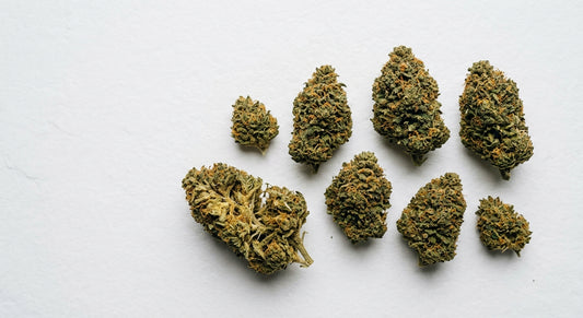 boutique CBD Rouen premium indoor hemp flower buds flat lay on white surface