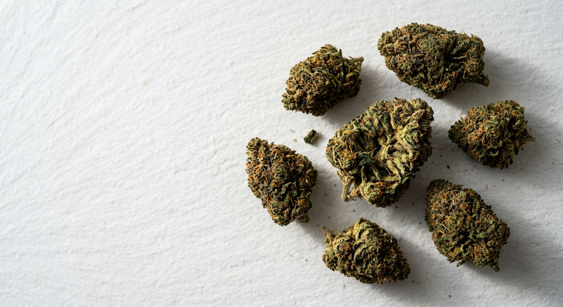 buy hemp flower florida dense cured CBD buds flat lay on white surface