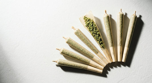 buy prerolled CBD joints premium hemp pre-rolls fanned out on white surface