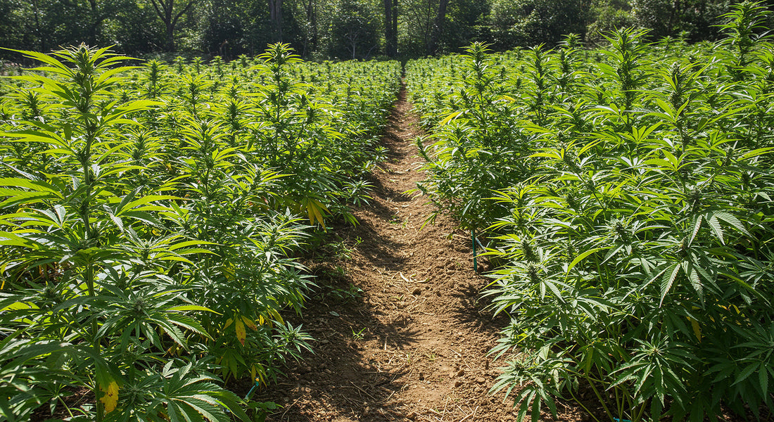 A thriving cannabis farm with Indica and Sativa plants growing under bright sunlight, set against a lush green backdrop.