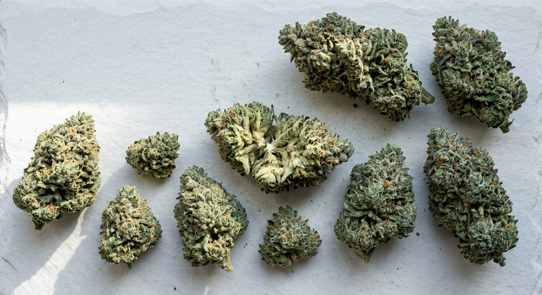 cap strain Snow Cap THCA hemp flower buds flat lay premium dense cured