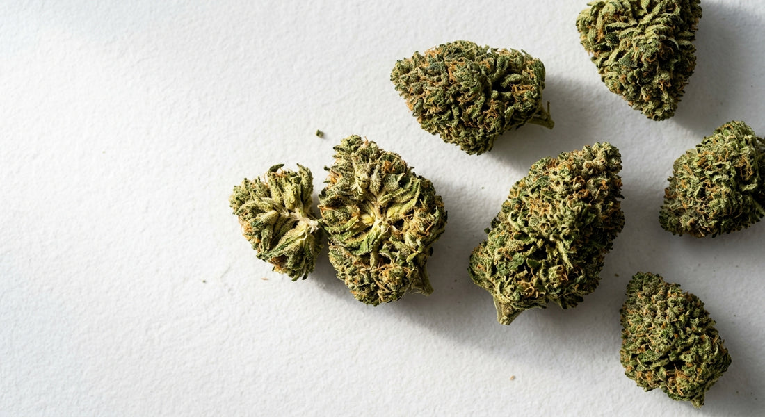 CBD bloemen groothandel Nederland premium indoor hennepbloemen op witte ondergrond