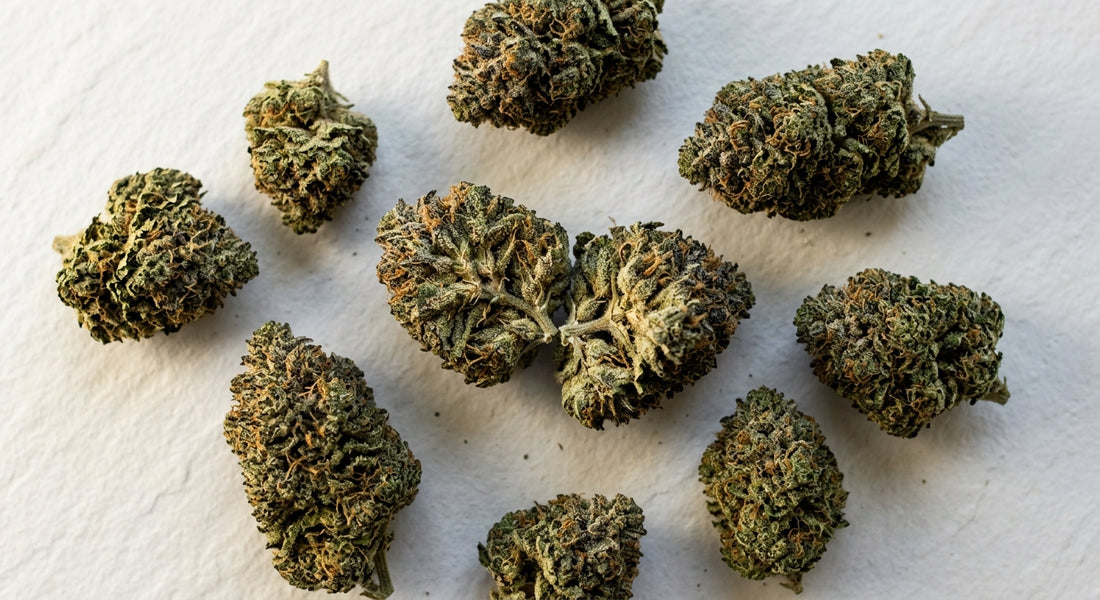 CBD Blüten Großhandel Premium-Hanfblüten lose auf weißer Oberfläche Hurcann