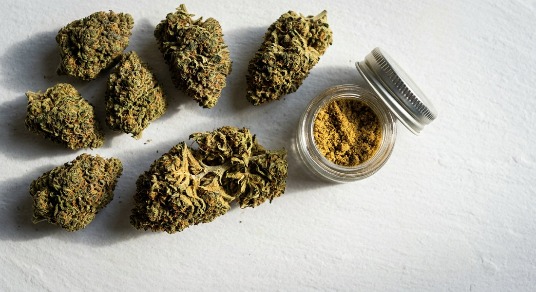 CBD Blüten Großhandel Preisvergleich Deutschland Premium-Hanfblüten auf weißer Fläche