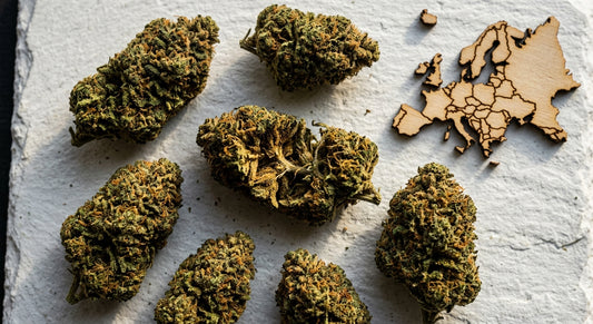 CBD Blüten Großhandel Preisvergleich Europa wholesale hemp flower buds 2026