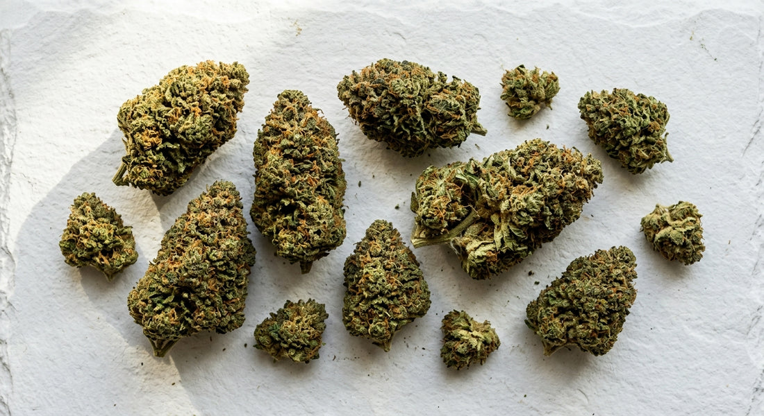 CBD Blüten 100g kaufen dichte grüne Hanfblüten auf weißem Untergrund Großhandel