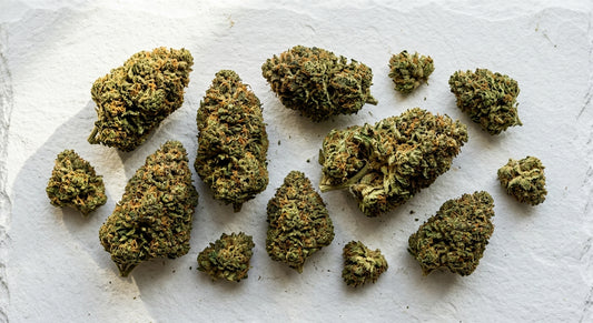 CBD Blüten 100g kaufen dichte grüne Hanfblüten auf weißem Untergrund Großhandel