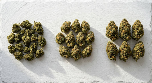 CBD Blüten Großhandel quality tiers comparison wholesale hemp flower buds Hurcann