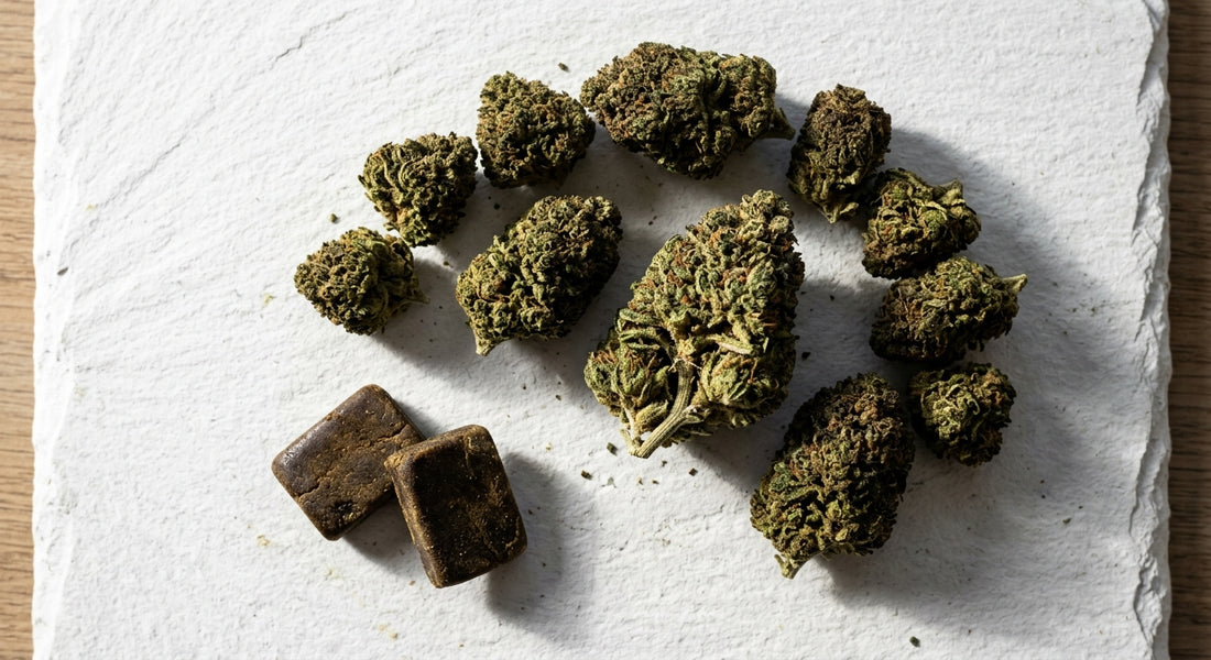 CBD buraliste grossiste fleurs résine CBD en gros pour revendeurs buralistes France 2026