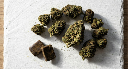 CBD buraliste grossiste fleurs résine CBD en gros pour revendeurs buralistes France 2026