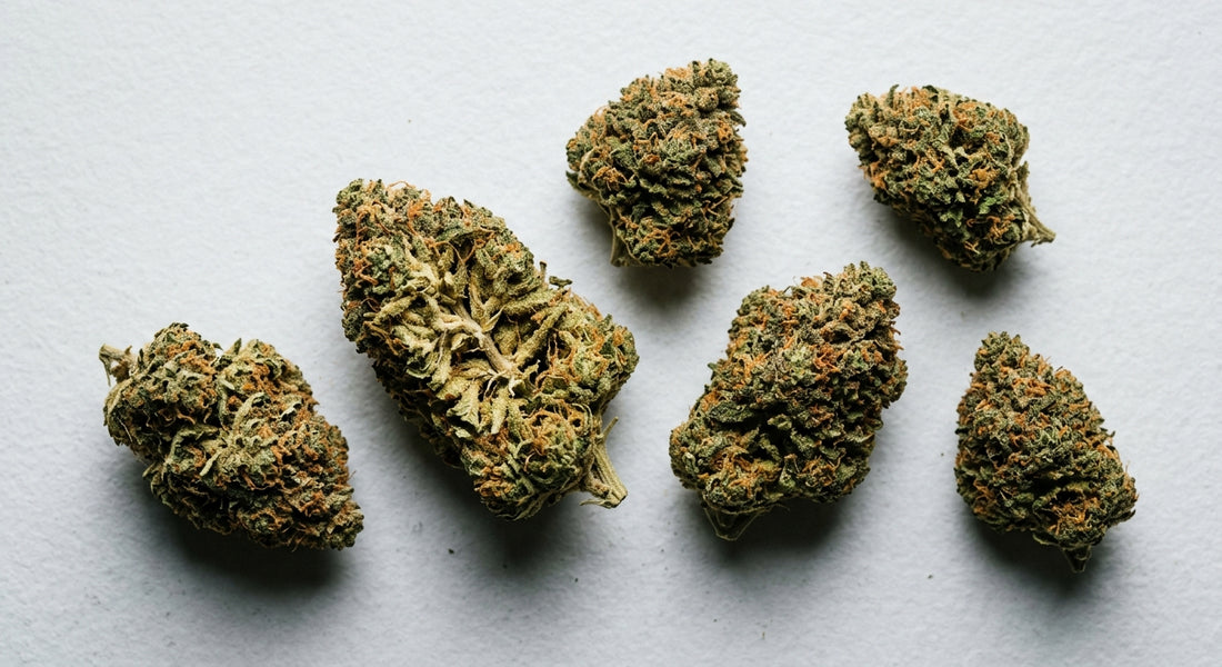 CBD flower wholesale UK premium hemp buds bulk display Hurcann