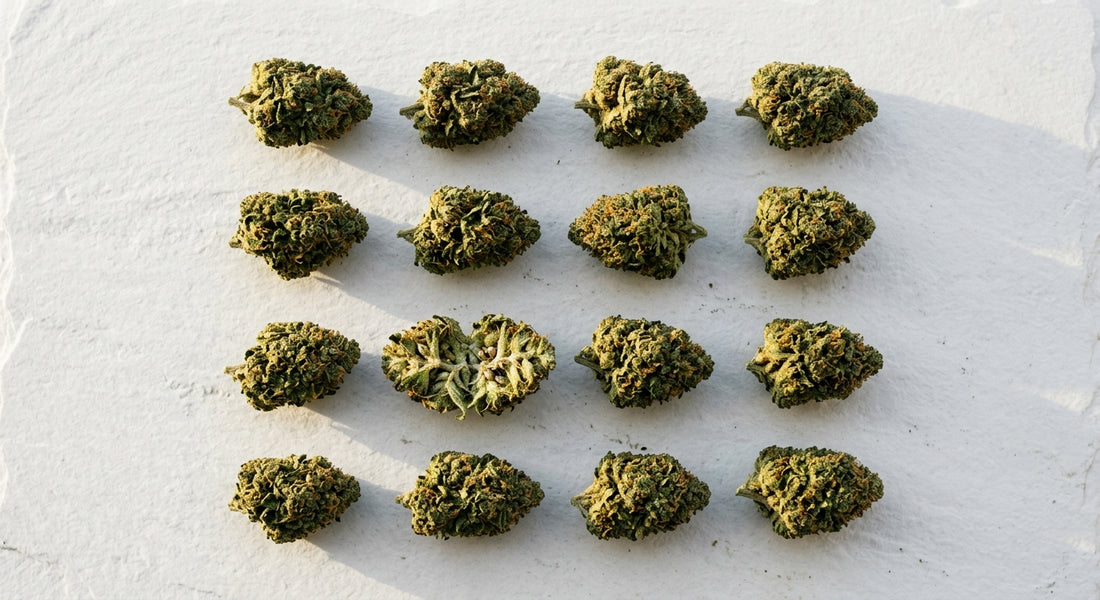 CBD groothandel minimale afname bloem buds op wit oppervlak wholesale Hurcann 2026