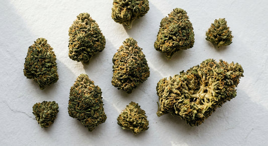 CBD groothandel Nederland premium bulk hemp flower buds wholesale display