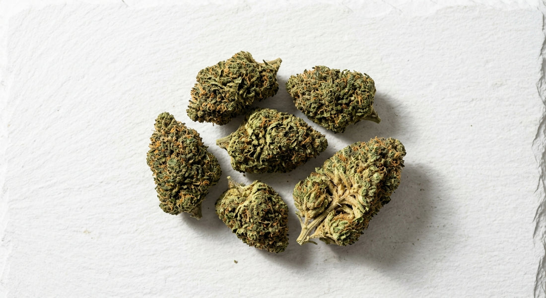 CBD Großhandel Niederlande premium Hanfblüten Großhandel 2026 Überblick