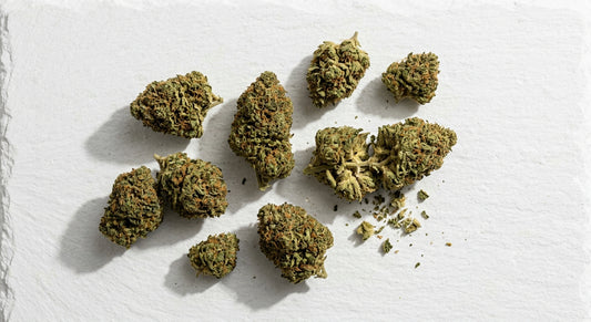 CBD Großhandel Österreich 2026 premium Indoor-Blüten auf weißer Fläche