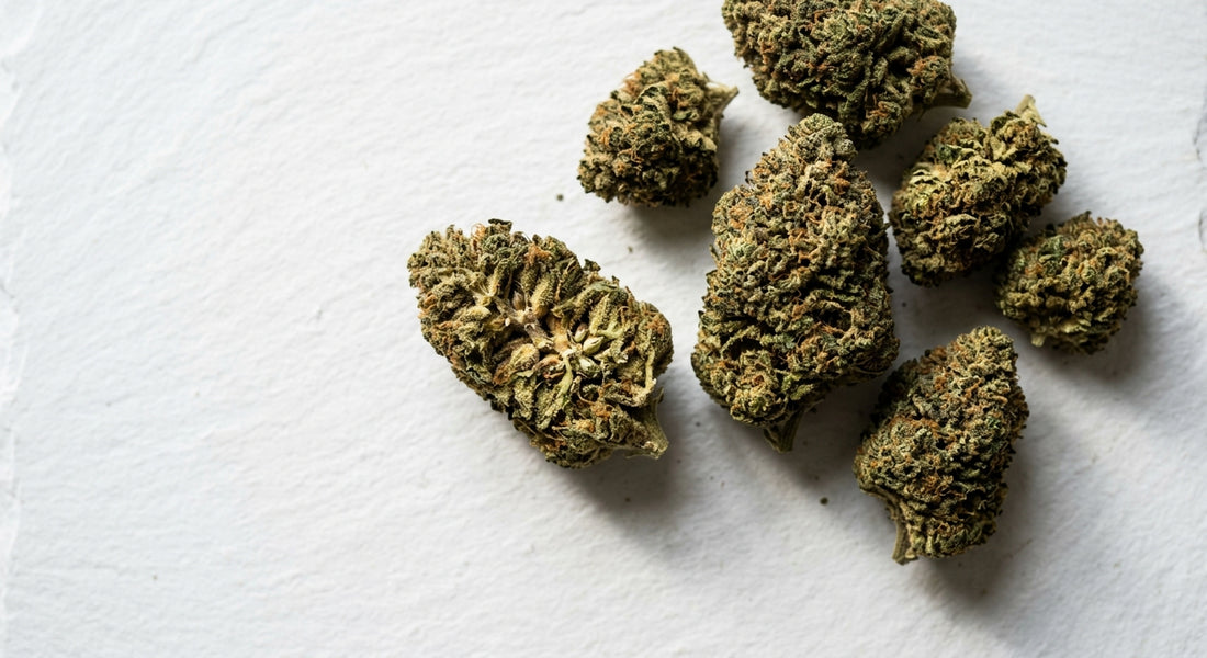 premium CBD hemp flower buds wholesale bulk velkoobchod česká republika 2026