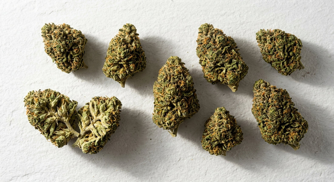 premium CBD only strains hemp flower buds flat lay on white surface Hurcann