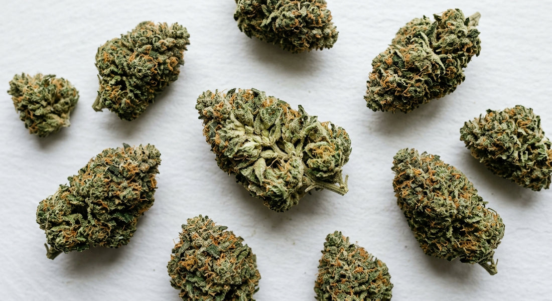 cbd premium fleur indoor dense trichomes qualité 2026 Hurcann