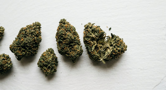 CBD store Leipzig 2026 premium hemp flower buds laid flat on white surface