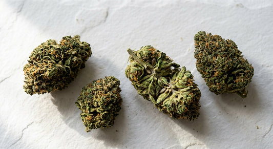 premium Swiss CBD hemp flower buds wholesale grossiste bulk display