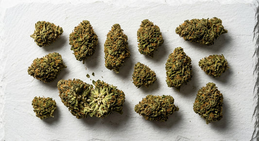 CBD velkoobchod bulk hemp flower buds arranged flat lay wholesale 2026