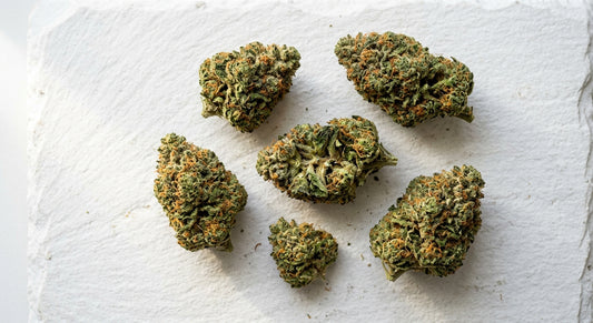 CBD wholesale UK dense hemp flower buds flat lay on white surface Hurcann