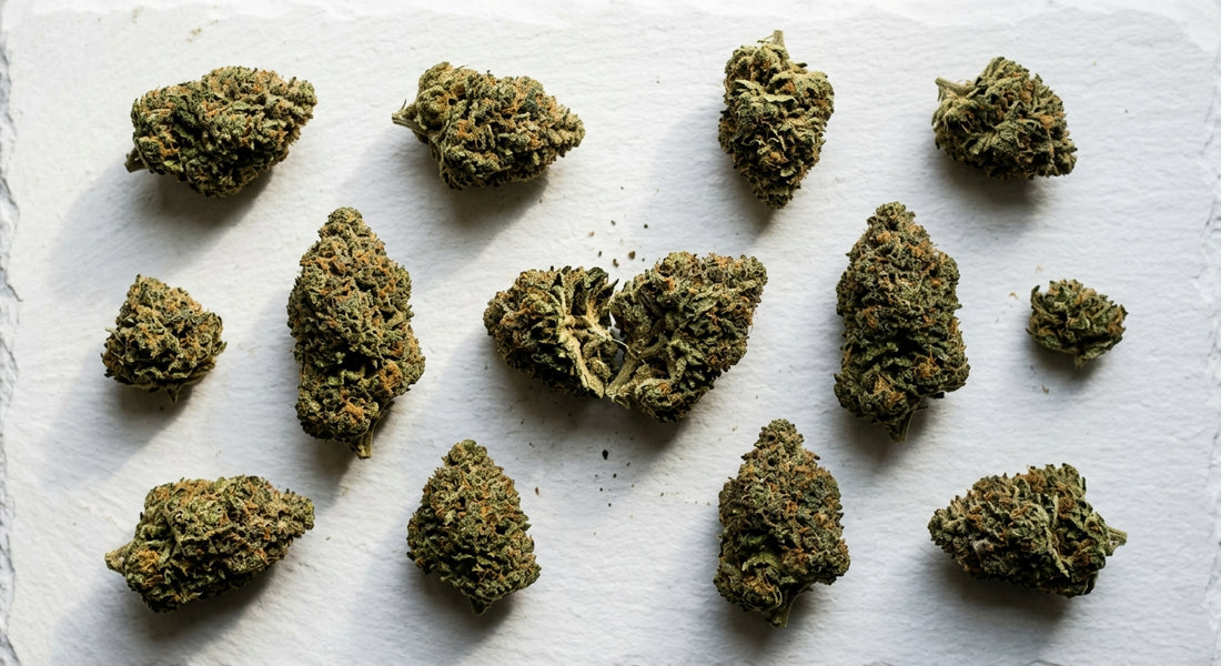 CBD with low THC hemp flower buds flat lay on white surface Hurcann