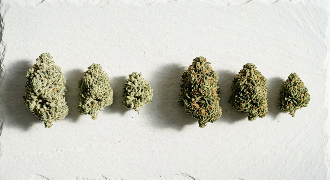CBG and CBD hemp flower buds arranged side by side on white surface 2026