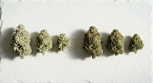 CBG and CBD hemp flower buds arranged side by side on white surface 2026