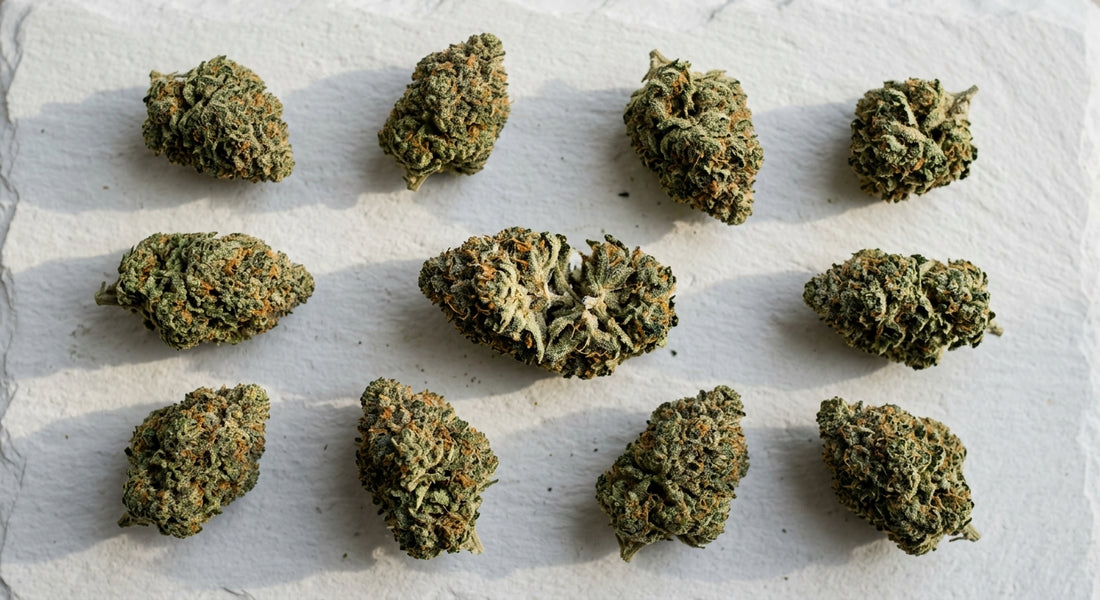 CBG hemp flower buds flat lay showing dense trichome-rich cultivar for focus and calm