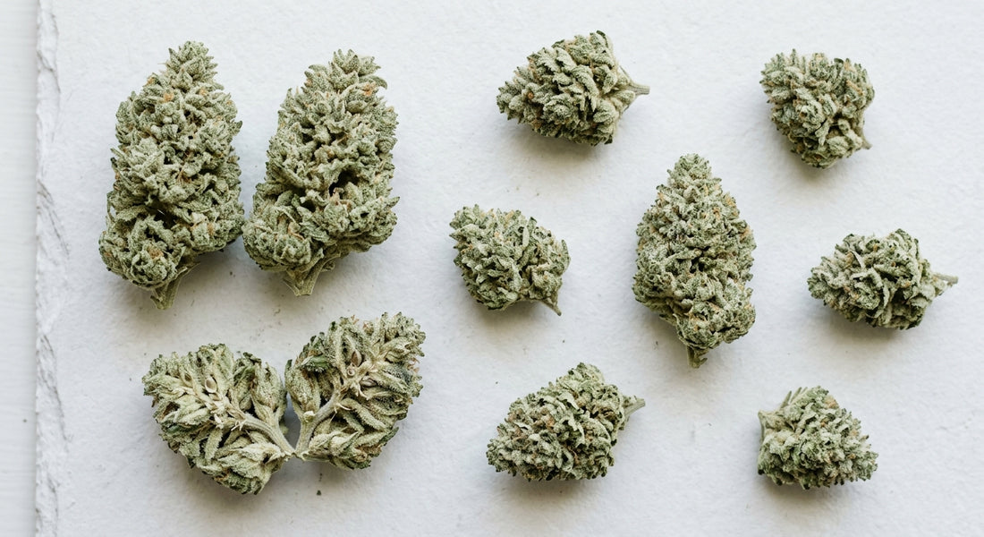 CBG flower wholesale Europe bulk hemp buds arranged on white surface for B2B buyers