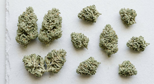 CBG flower wholesale Europe bulk hemp buds arranged on white surface for B2B buyers