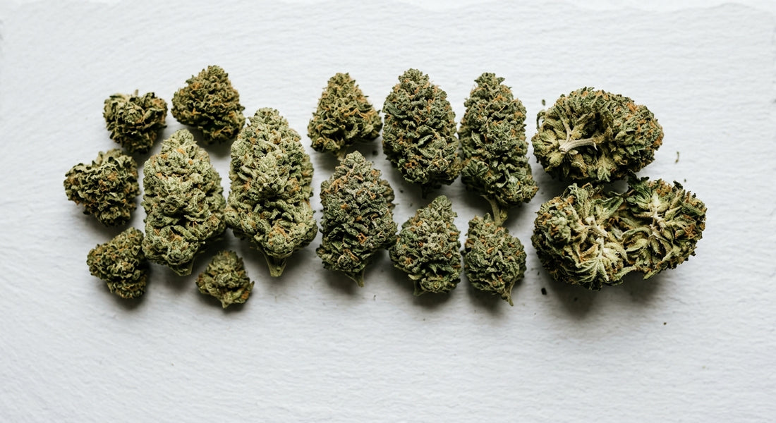 CBG vs CBD hemp flower buds side by side comparison on white surface Hurcann 2026