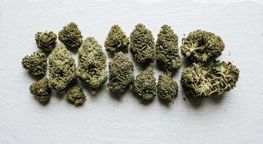 CBG vs CBD hemp flower buds side by side comparison on white surface Hurcann 2026