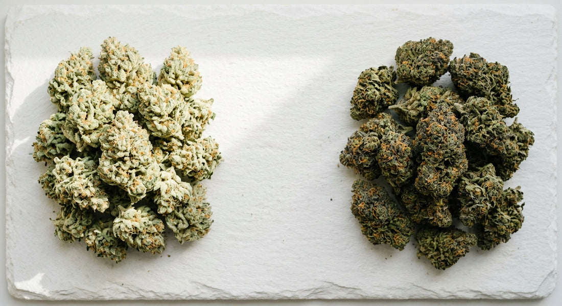 CBG vs CBD hemp flower buds comparison side by side Hurcann guide