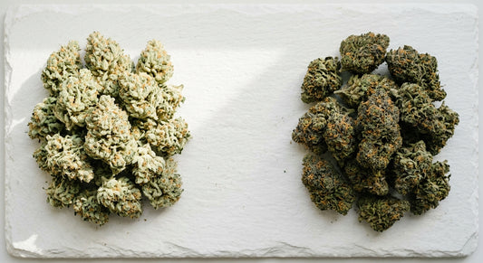 CBG vs CBD hemp flower buds comparison side by side Hurcann guide