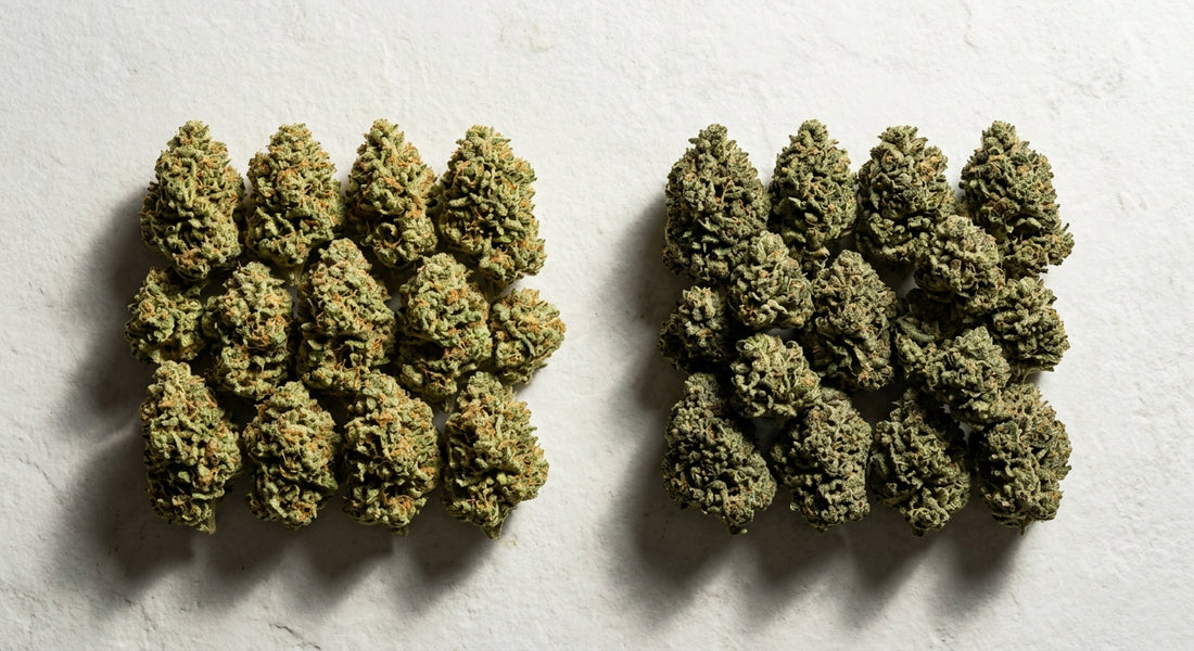 CBG vs CBD hemp flower buds side by side comparison for anxiety relief 2026