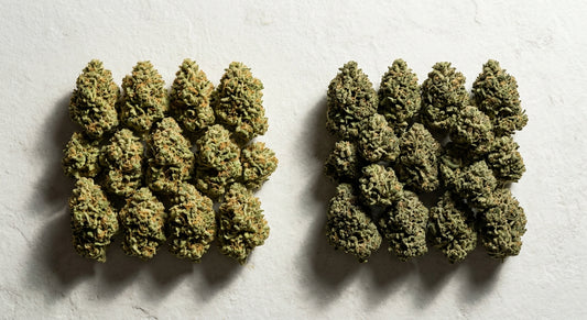 CBG vs CBD hemp flower buds side by side comparison for anxiety relief 2026