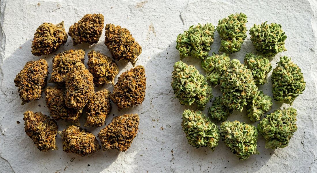 CBN vs THC comparison aged hemp flower and fresh THCA buds Hurcann