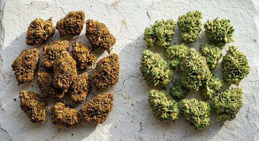 CBN vs THC comparison aged hemp flower and fresh THCA buds Hurcann