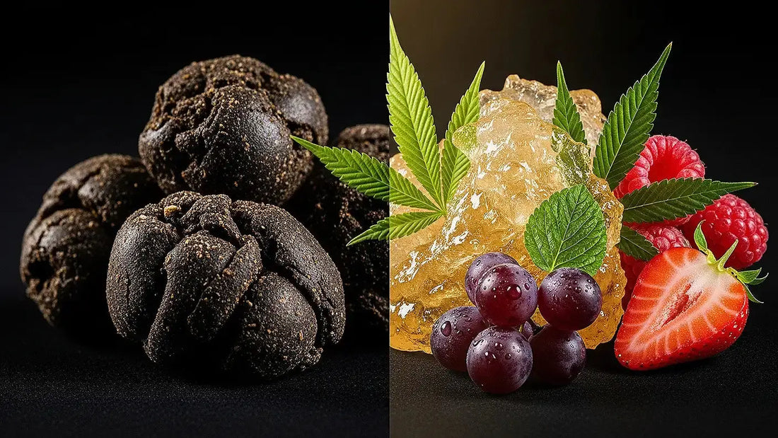 THCA Hash Rosin Bulk vs Live Rosin, Which Offers Better Flavor and Aroma Profiles for Cannabis Enthusiasts – Hurcann Blog