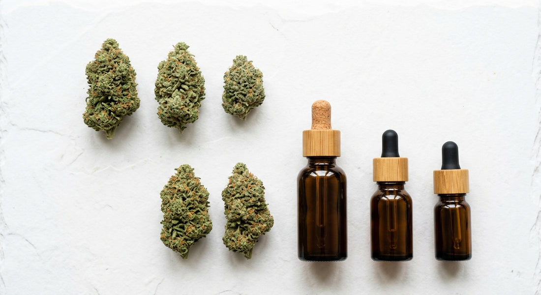 distribuidor cbd españa productos mayoristas flor cáñamo y aceite cbd sobre superficie blanca